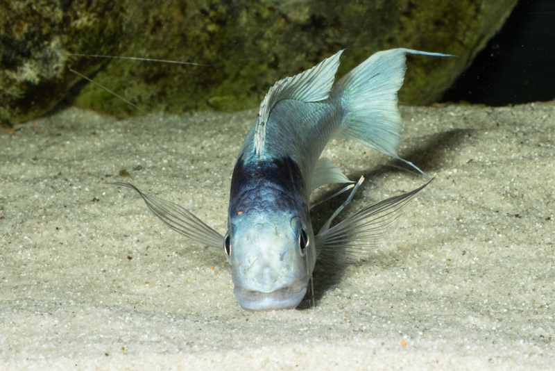 Ophthalmotilapia ventralis 'Kafyoko Point'